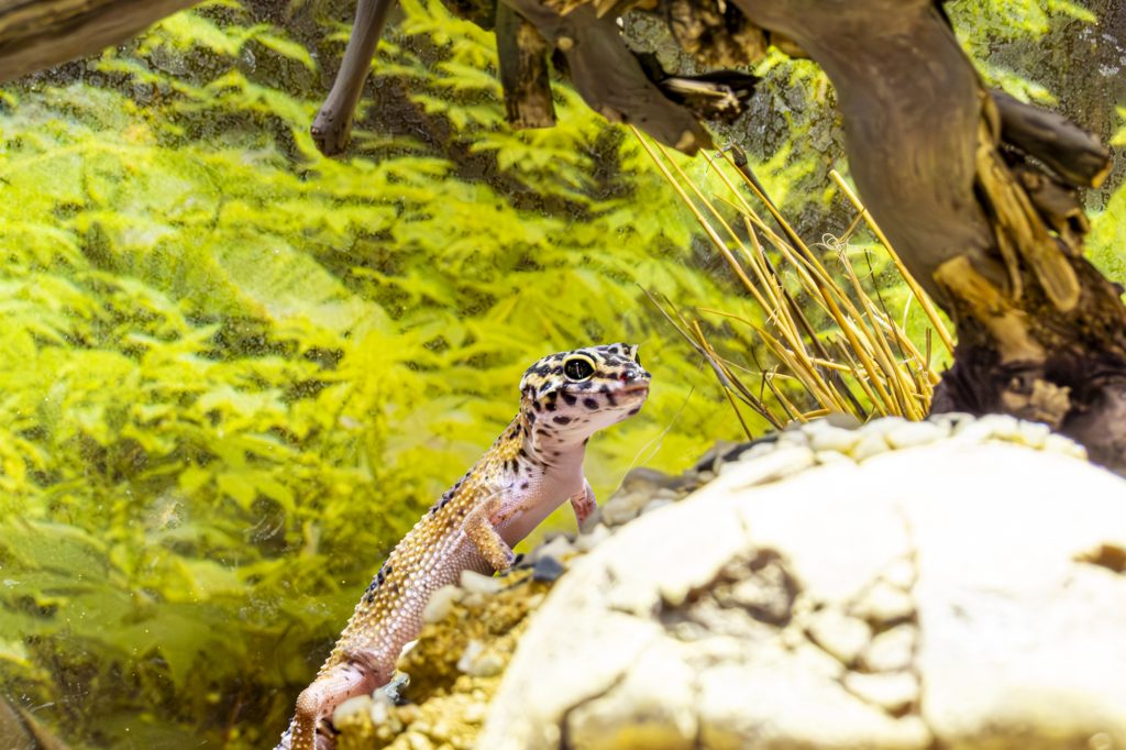 Geko 3 1024x682