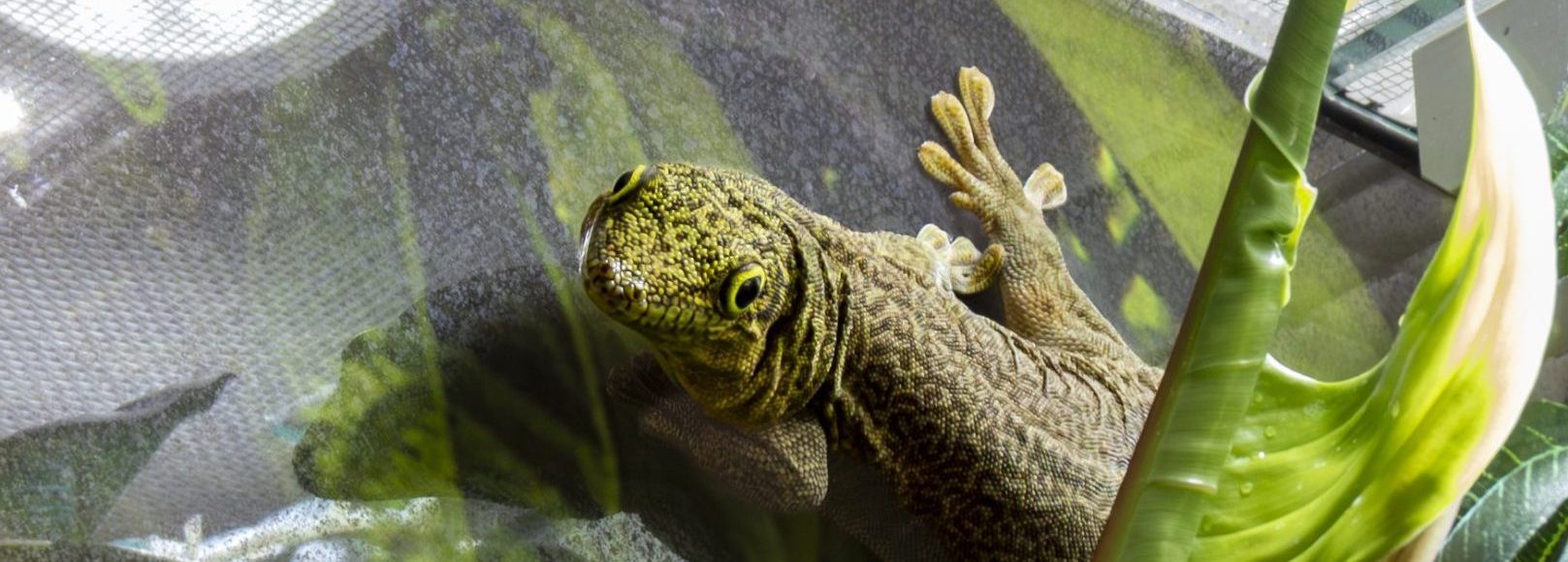 cropped cropped cropped cropped geko 1.jpg