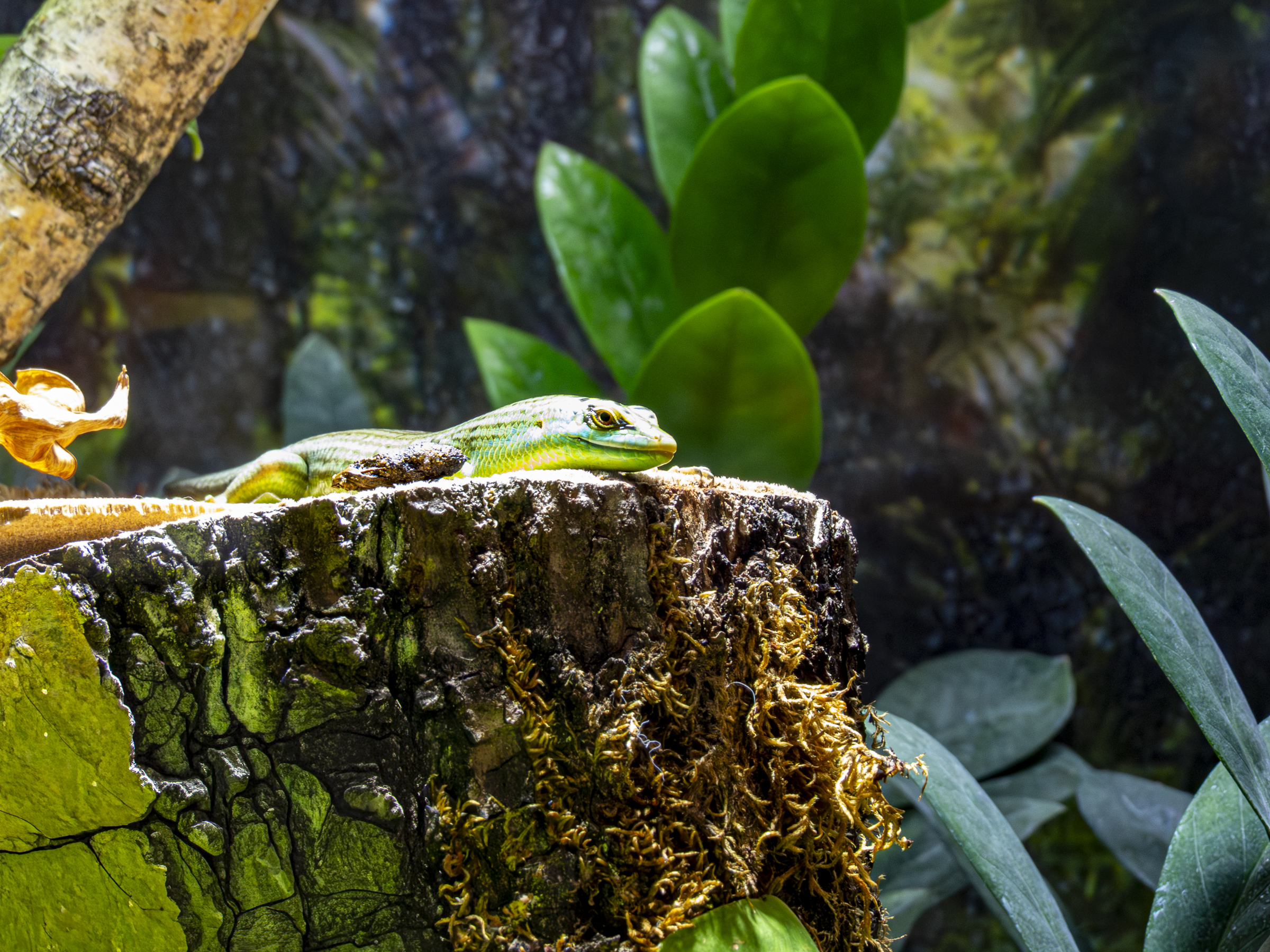 geko 4