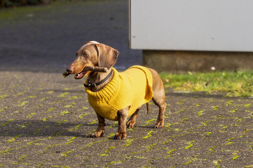 hund 01