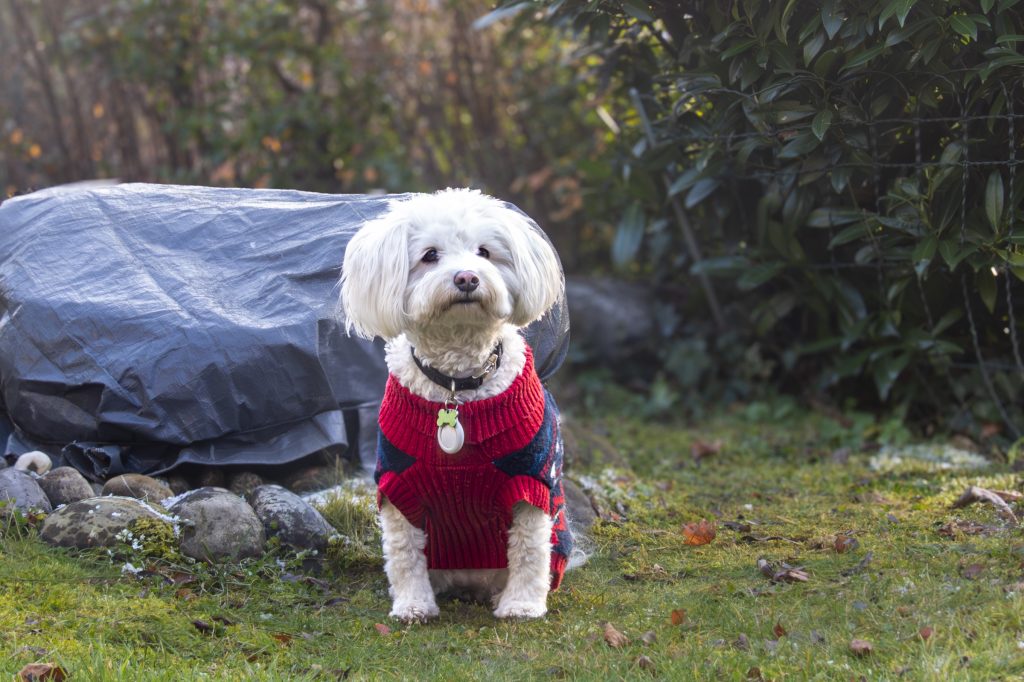 Hund 04 1024x682
