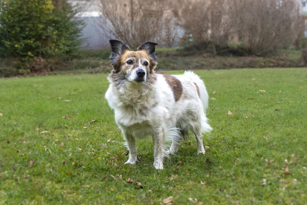 hund 05